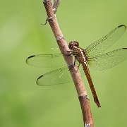 Surinam dragonflies