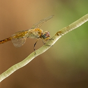 Pantala flavescens - Wandering Glider