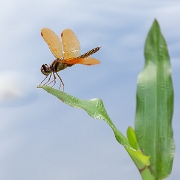 Perithemis electra - Golden Amberwing