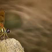 Perithemis lais - Fine-banded Amberwing