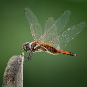 Tramea calverti - Striped Saddlebags