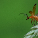Grashoppers, Beetles & Ants