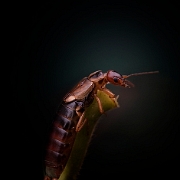 Earwig (2)