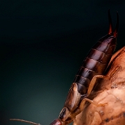 Earwig (4)