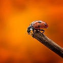 Ladybug (1)
