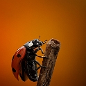 Ladybug (3)