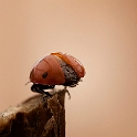 Ladybug (4)