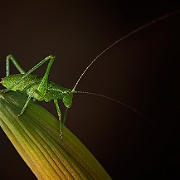 Leptophyes punctatissima (15)