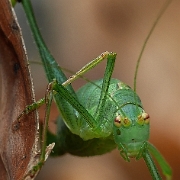 Leptophyes punctatissima (2)