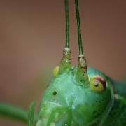 Leptophyes punctatissima