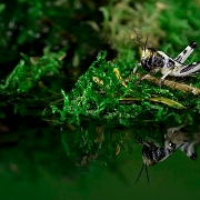 Little grasshopper looking at his own reflection