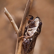 Lyristes plebejus