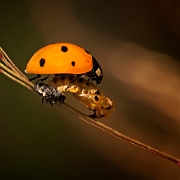 Psyllobora vigintiduopunctata (5)