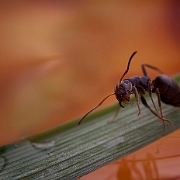 Solenopsis invicta (2)