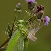 Tettigonia viridissima