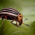 colorado beetle (2)