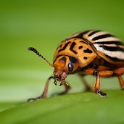 colorado beetle