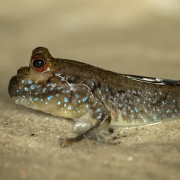 Mudskipper