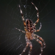 Araneus diadematus (2)