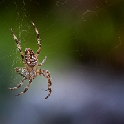 Araneus diadematus (3)