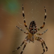 Araneus diadematus (4)