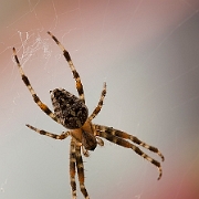 Araneus diadematus (5)