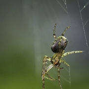 Araneus diadematus