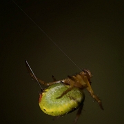 Araniella cucurbitina (1)