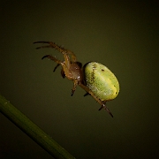 Araniella cucurbitina (2)