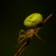 Araniella cucurbitina (3)