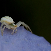 Araniella cucurbitina