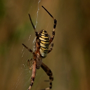 Argiope bruennichi (2)