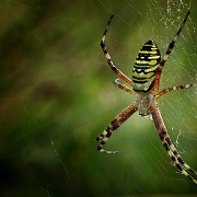 Argiope bruennichi
