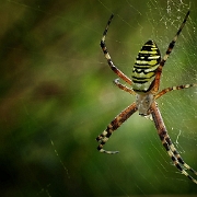 Argiope bruennichi