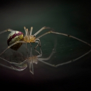 Enoplognatha ovata  (2)