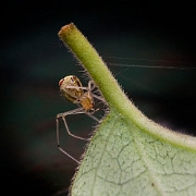 Enoplognatha ovata  (5)