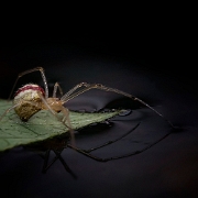 Enoplognatha ovata  (6)