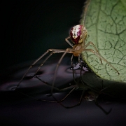 Enoplognatha ovata  (7)