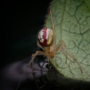 Enoplognatha ovata  (8)