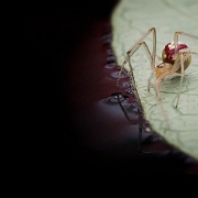 Enoplognatha ovata 