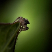 Marpissa muscosa (3)