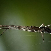 Tetragnatha extensa