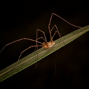 daddy-long-legs (2)