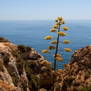 Ponta da Piedade (5)